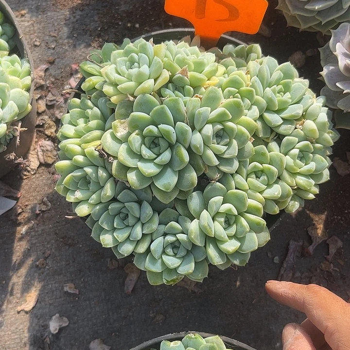 響***晨语多肉，一物一拍75