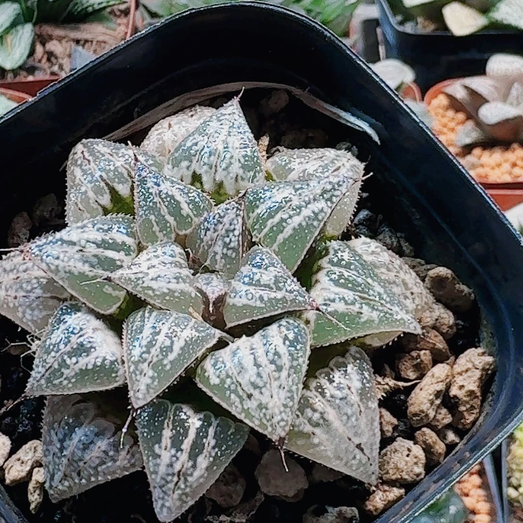 无花朵十二卷 雪景色母本开播福利