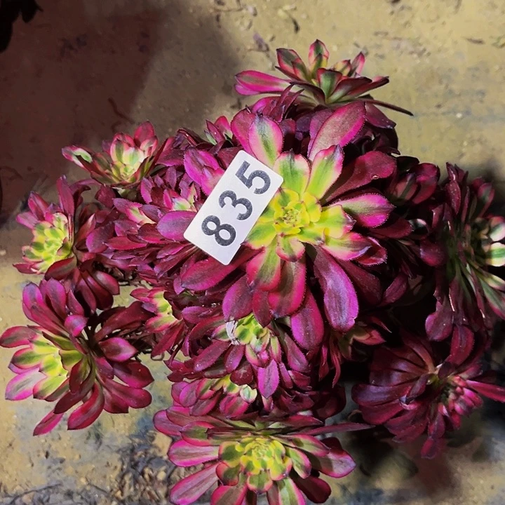 835舞天姬多肉植物处理不售后