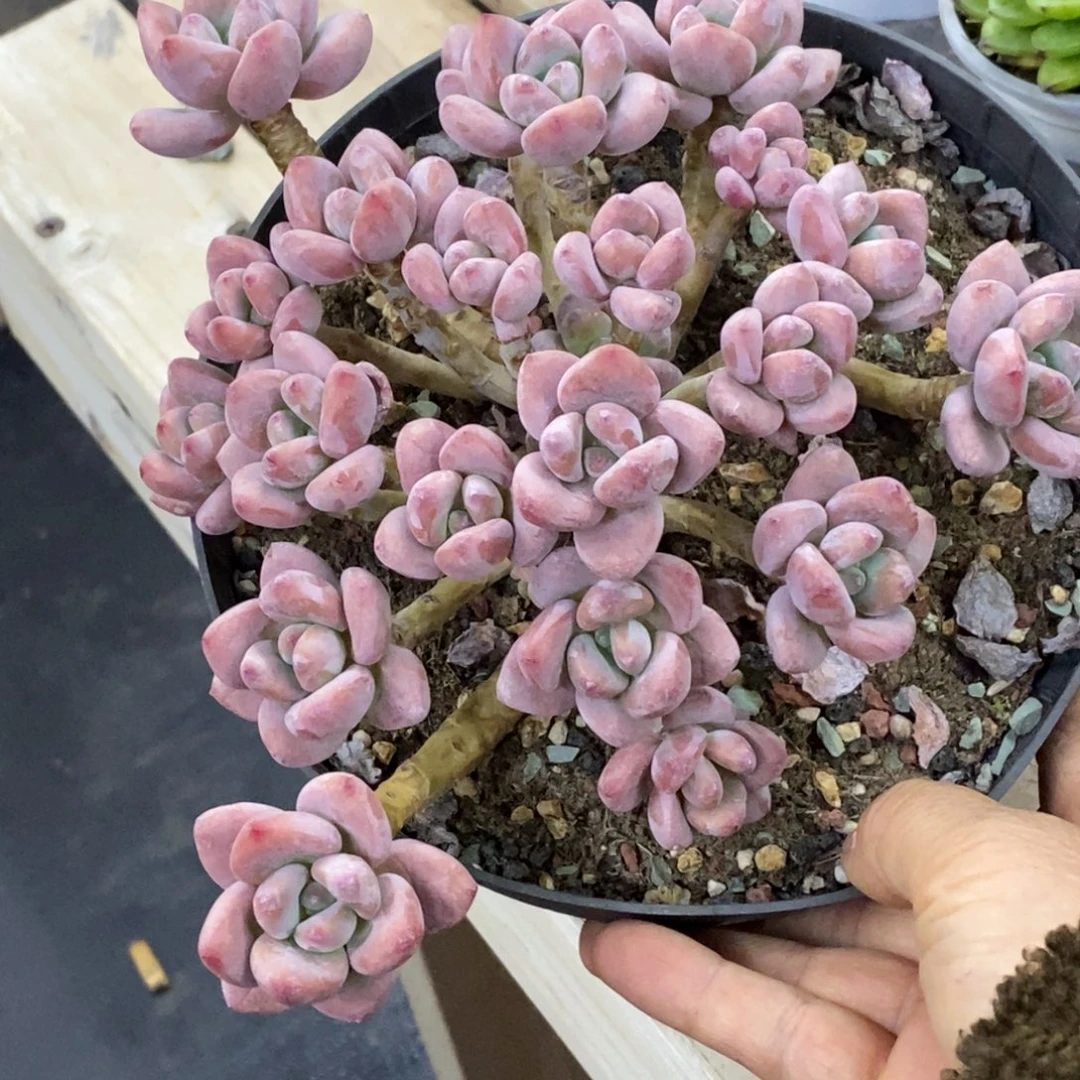 精品多肉一物一拍不包整100