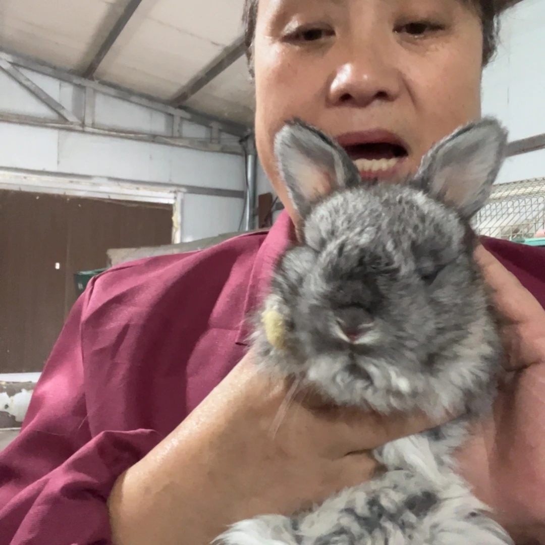 英系安哥拉宠物兔子