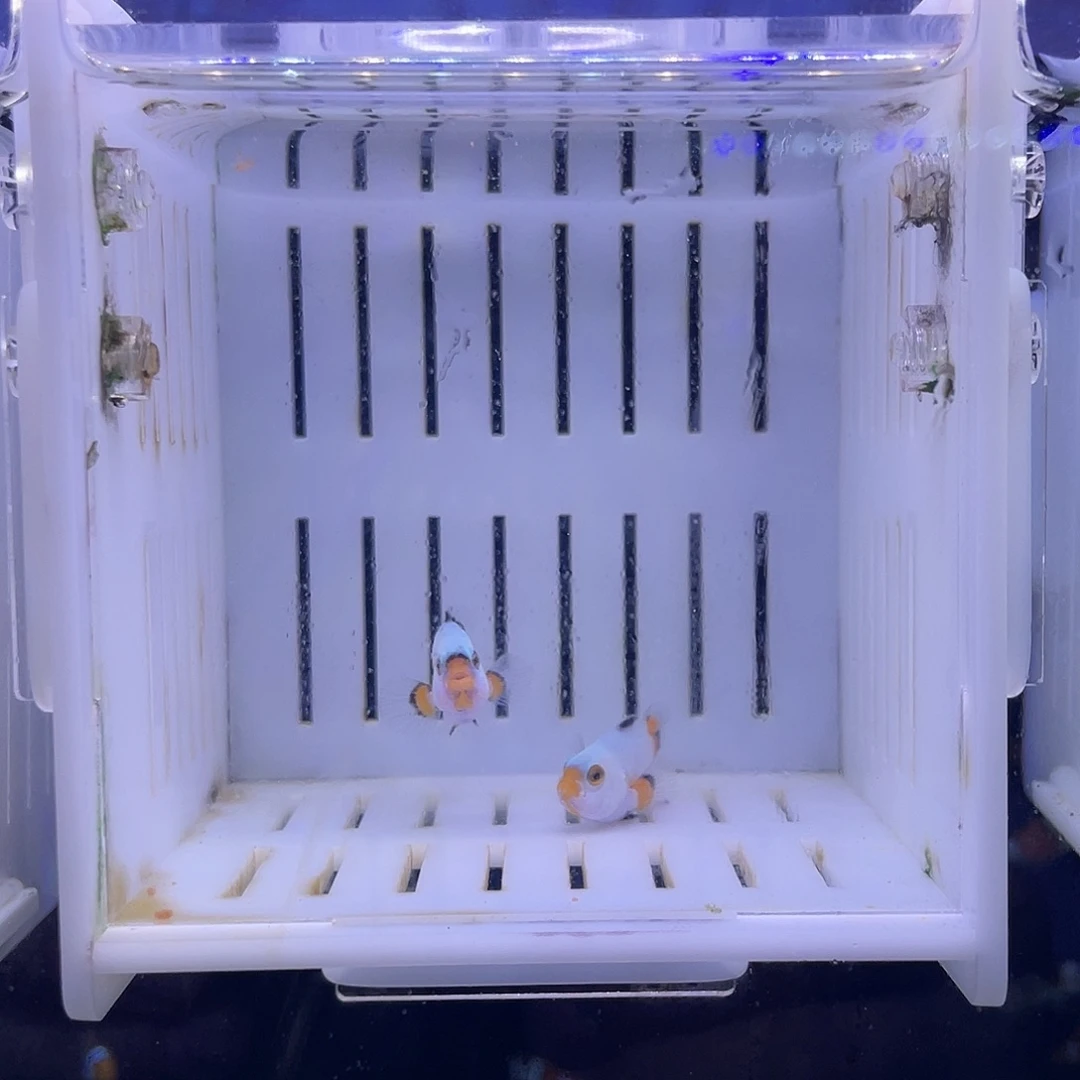 海水鱼白金小丑鱼