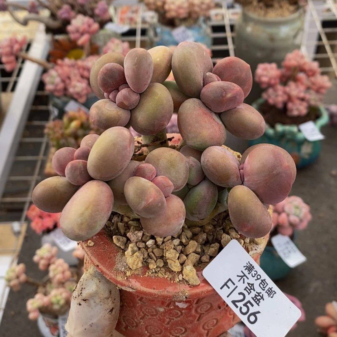 芒果奶酪金蟾kk奶256/8c m