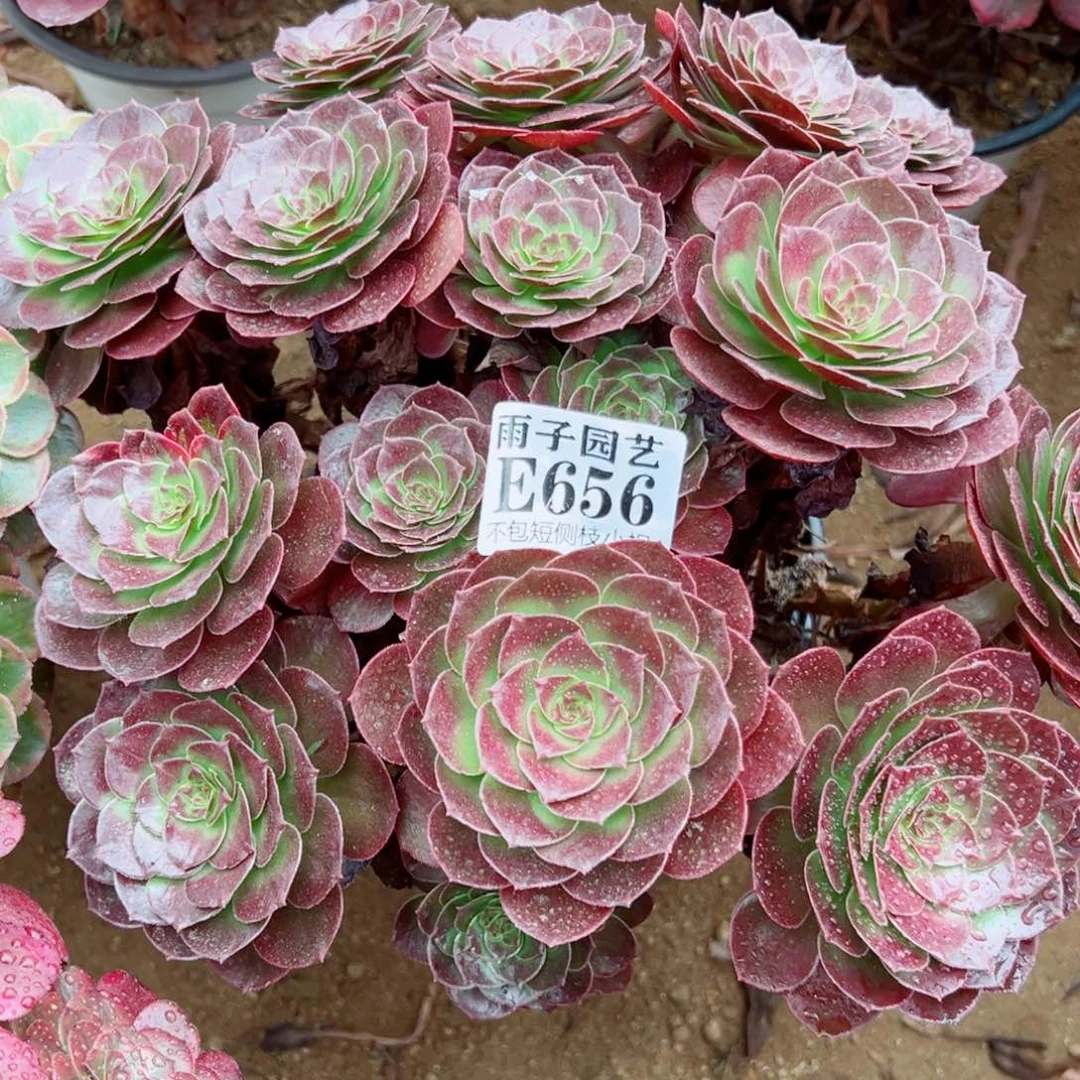 656黑珍珠尺寸28左右