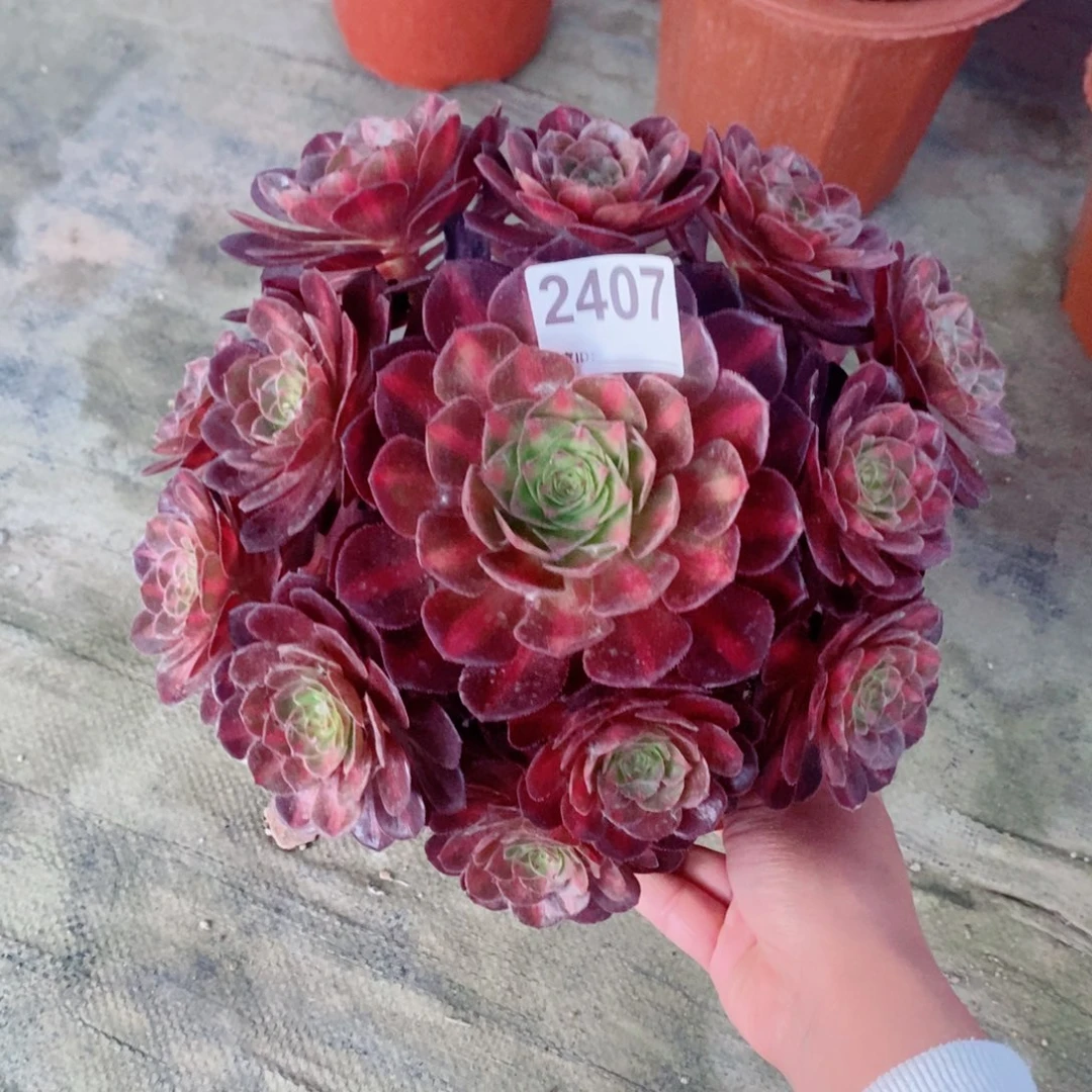 抹茶2407多肉1111