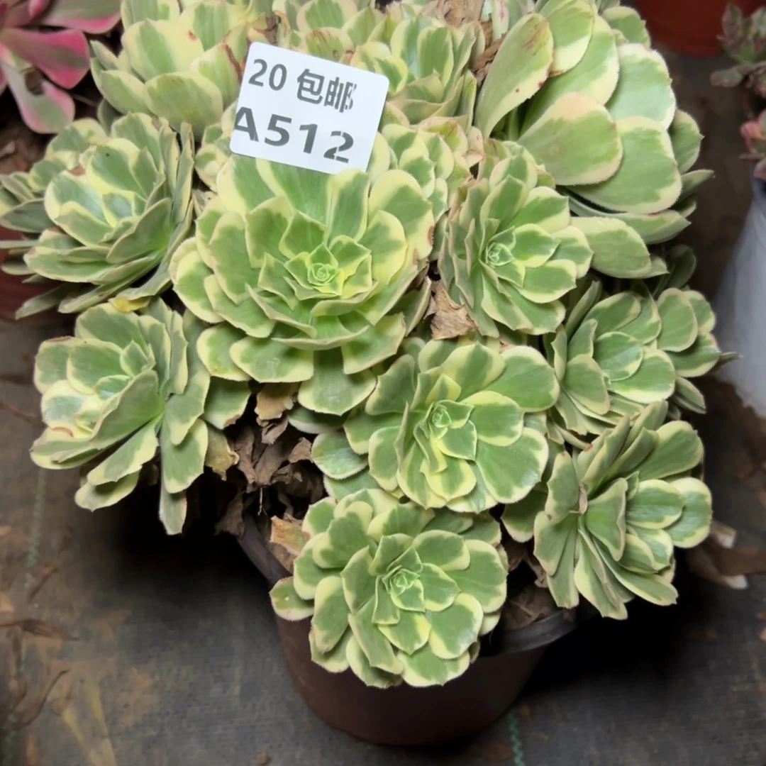 512迈巴赫，多肉法师