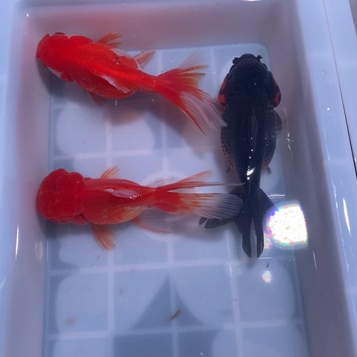 龙睛金鱼金鱼三尾