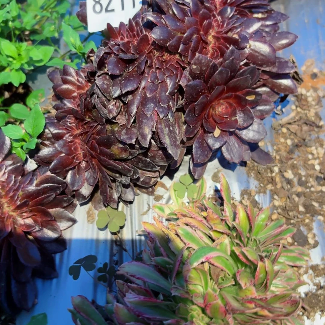 我8211 号多肉法师特价