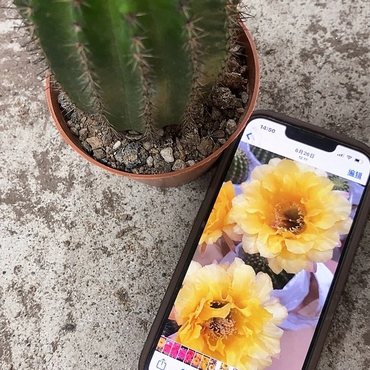 黄秀仙人球，高7-10公分左右