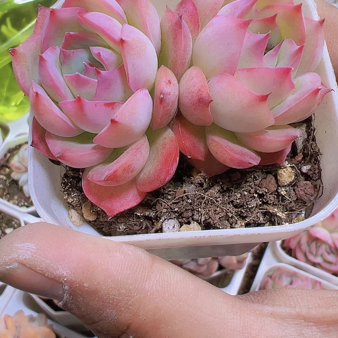 双头侧影19包邮多肉