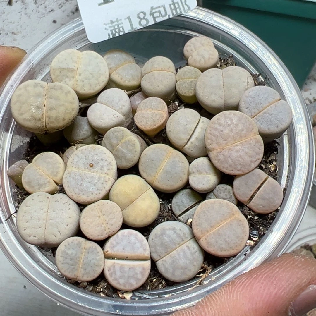 【闪购商品】 1166。