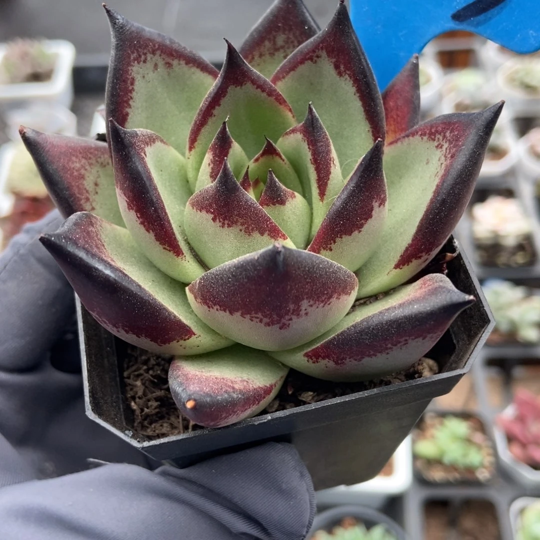 6153黑潭汁乌木多肉植物