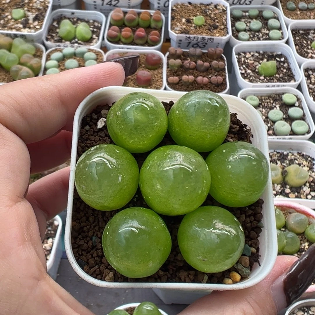166七颗灯泡裸根发货
