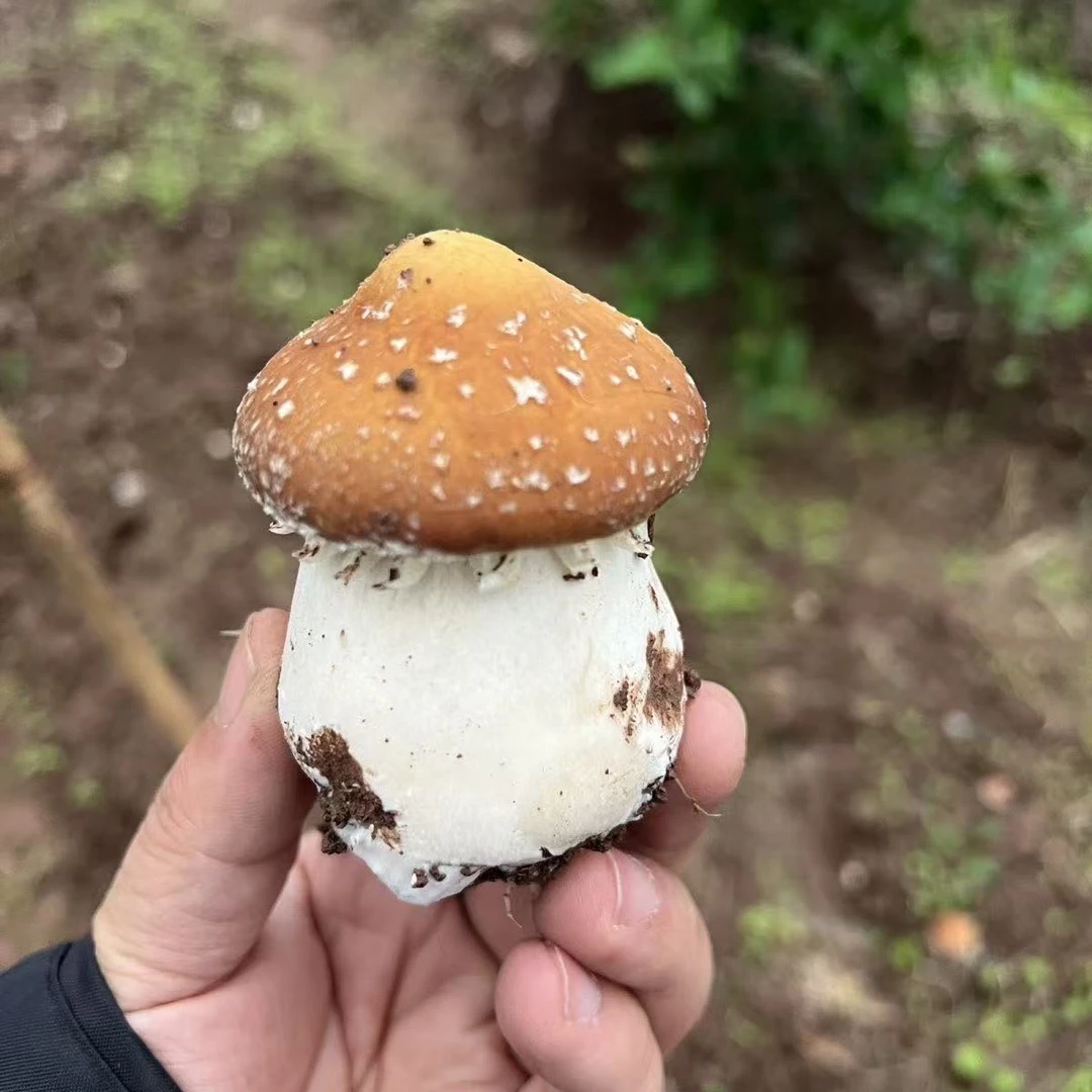 新鲜赤松茸 林下生长保鲜食用美味现摘现发新鲜姬松茸