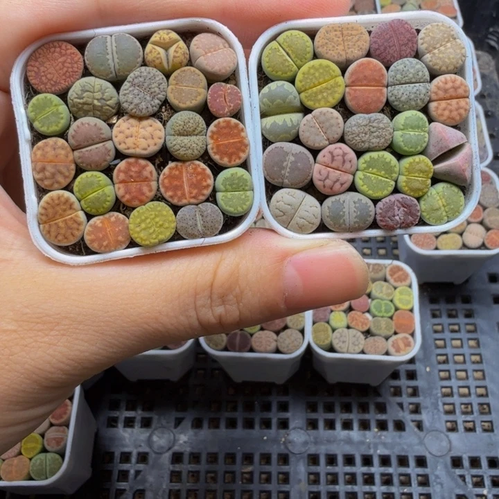 小***小多肉植物的生长568
