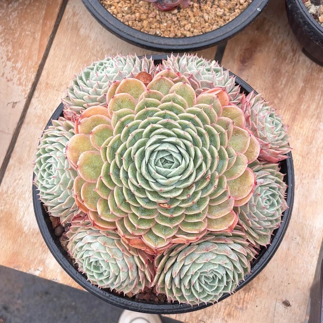 多肉植物多肉植物