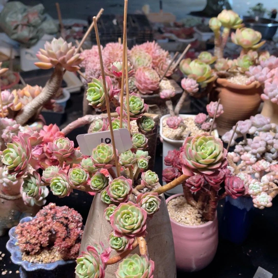 10 一物一拍 精品