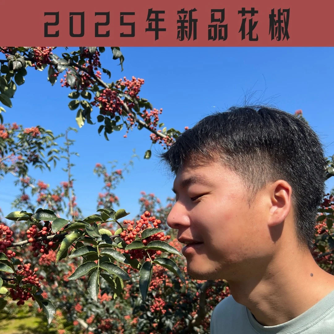 【一斤减十元】2025年新货 自家种植陕西大红袍花椒250g/500g包邮