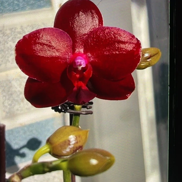 当前无花栽培后可以开花1.7瑞娜斯1661