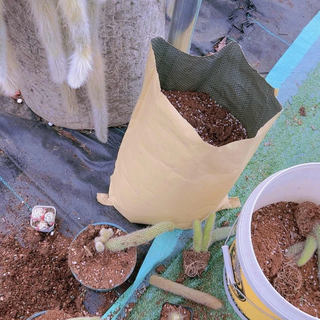 【闪购商品】九尾狐法师育苗多肉