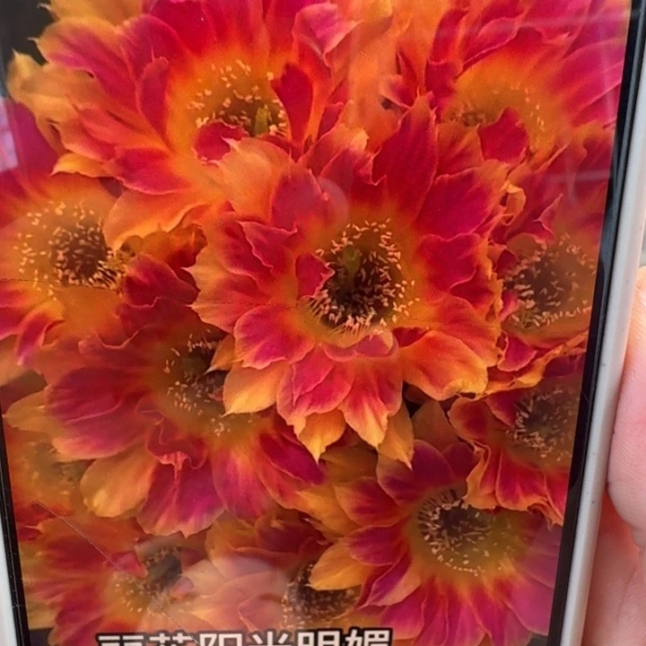 217丽花阳光明媚歪3公分左右无根侧牙，20包邮