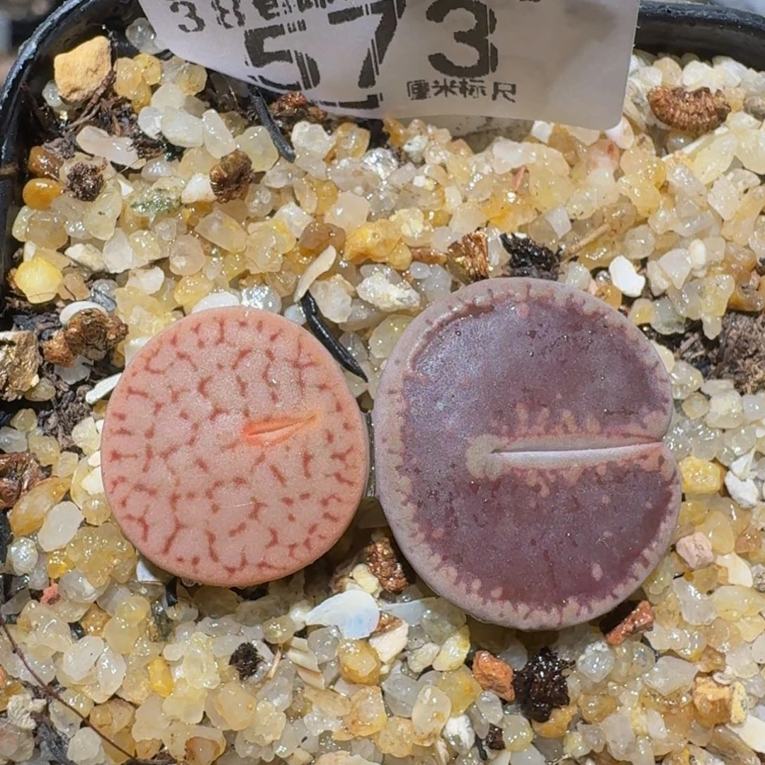 zzzz精品生石花573