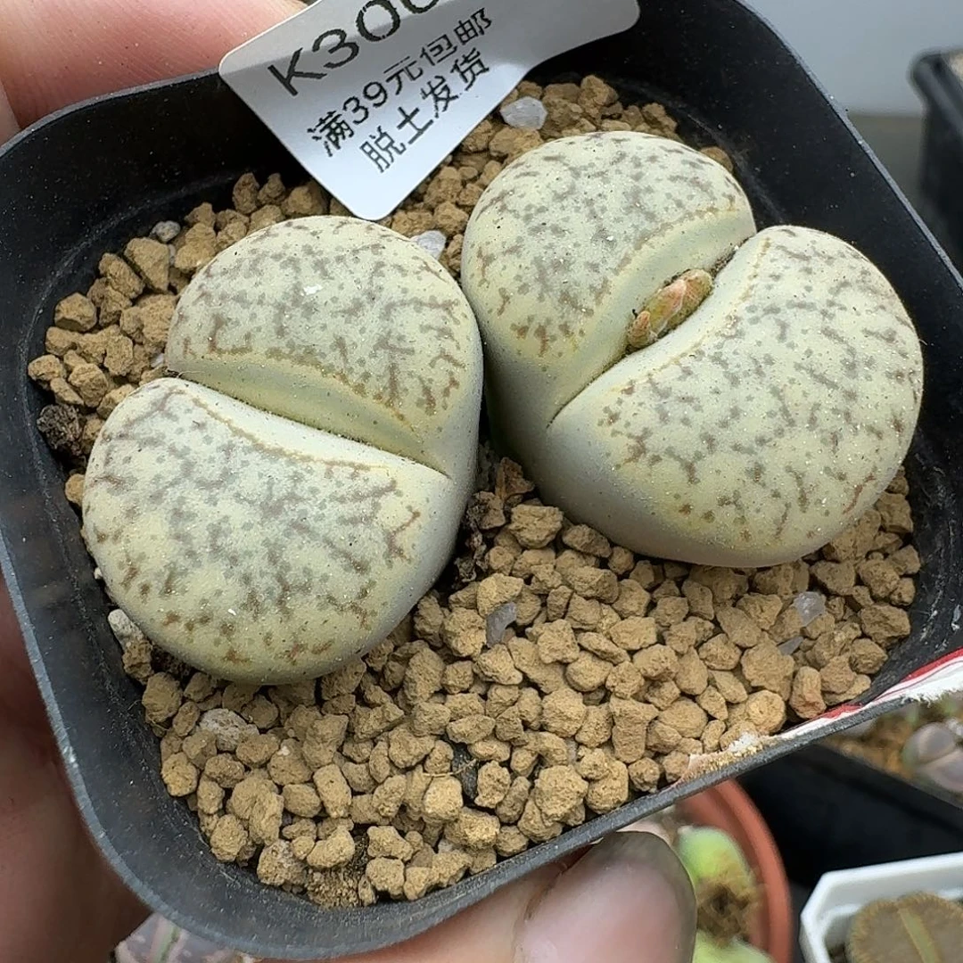 300多肉哈哈哈哈哈哈哈