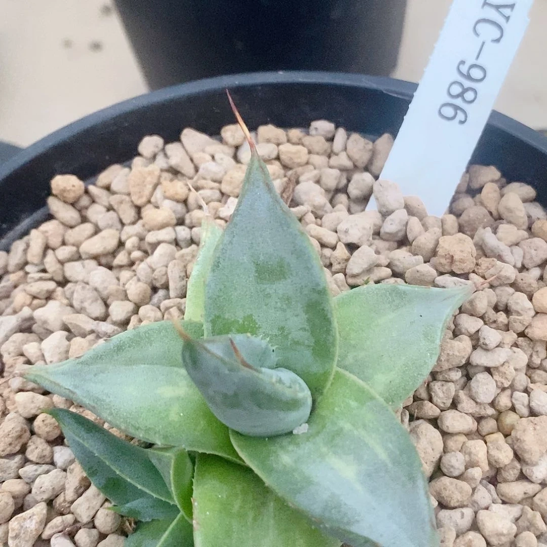 煞威散斑锦。龙舌兰。111