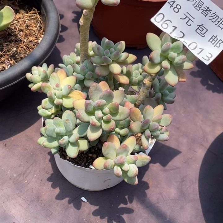 y**1夏悦多肉0612-13苹果奶