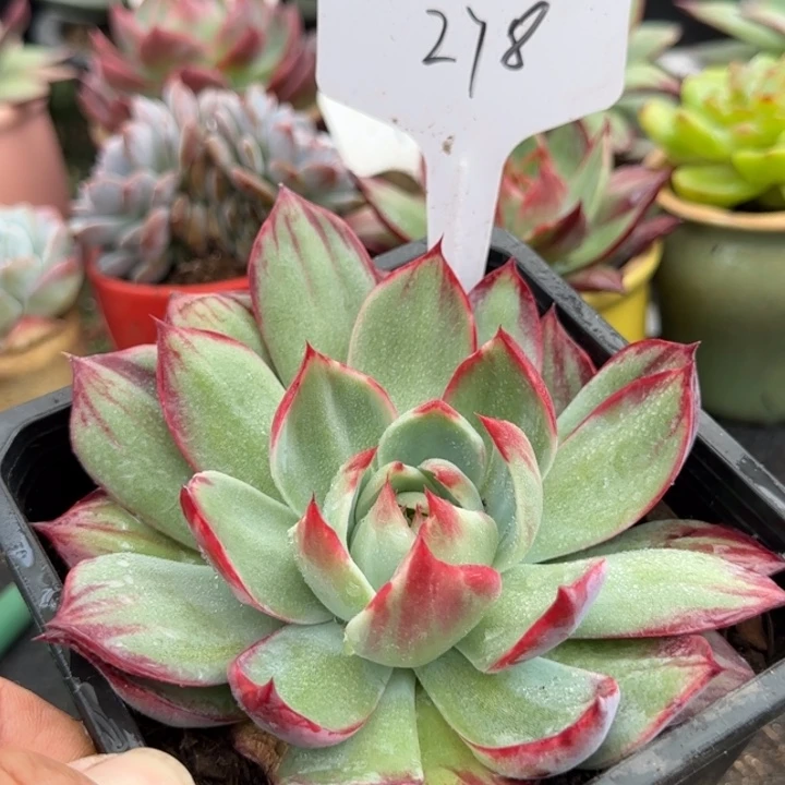 惊鸿一物一拍包装收缩花旱278