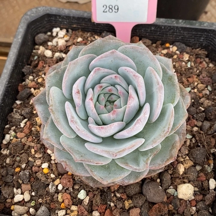 D289- 直播福利 玉玲珑
