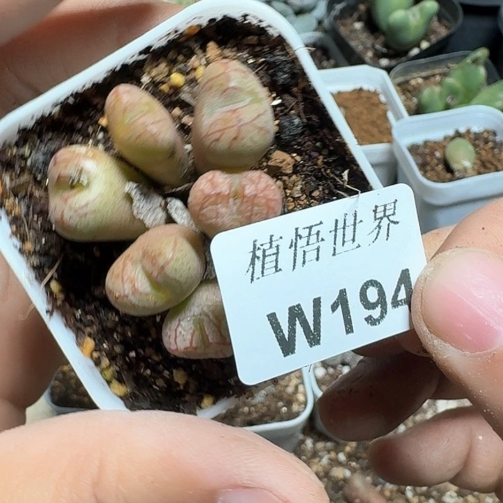 194号多肉植物哇c f