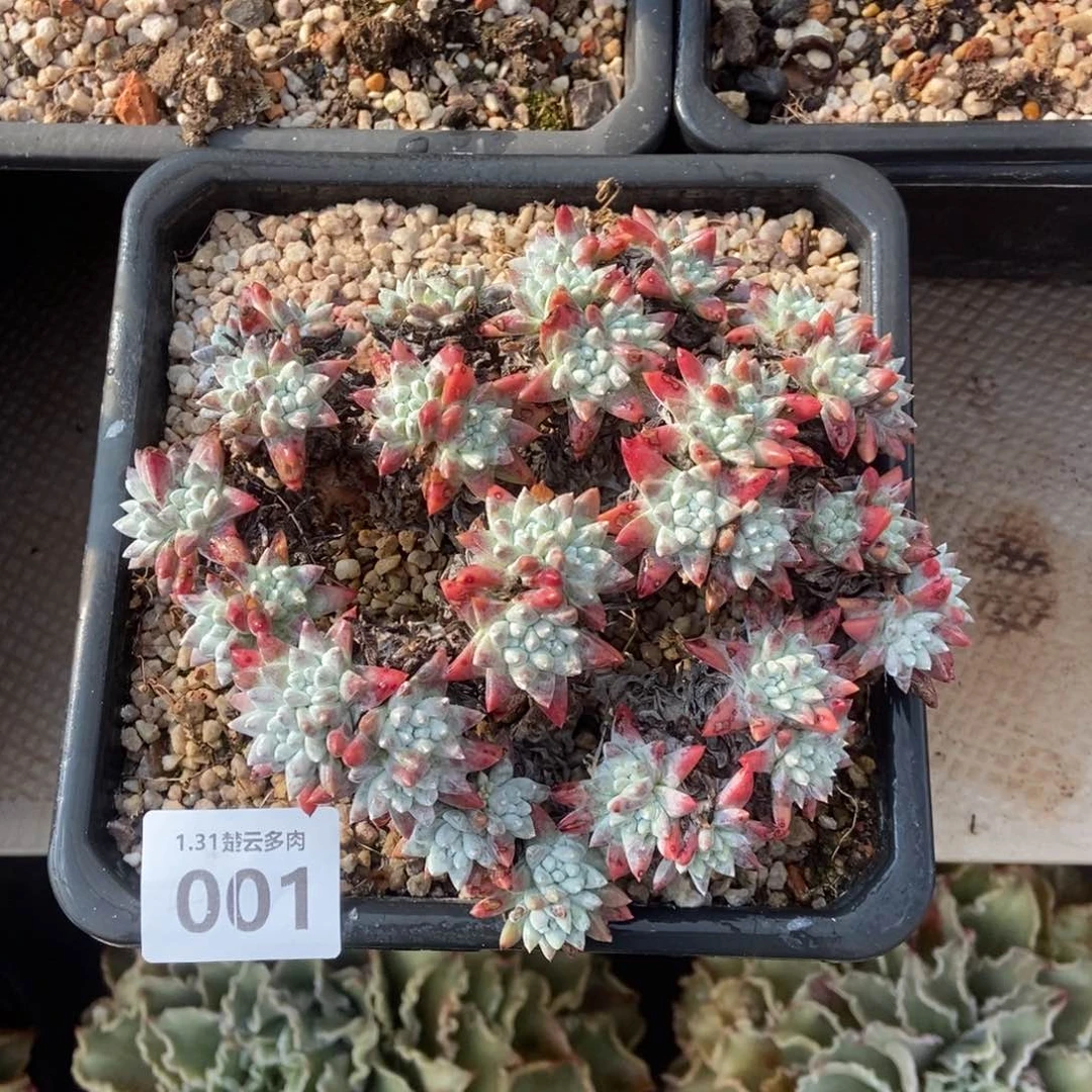 001格诺玛多肉植物