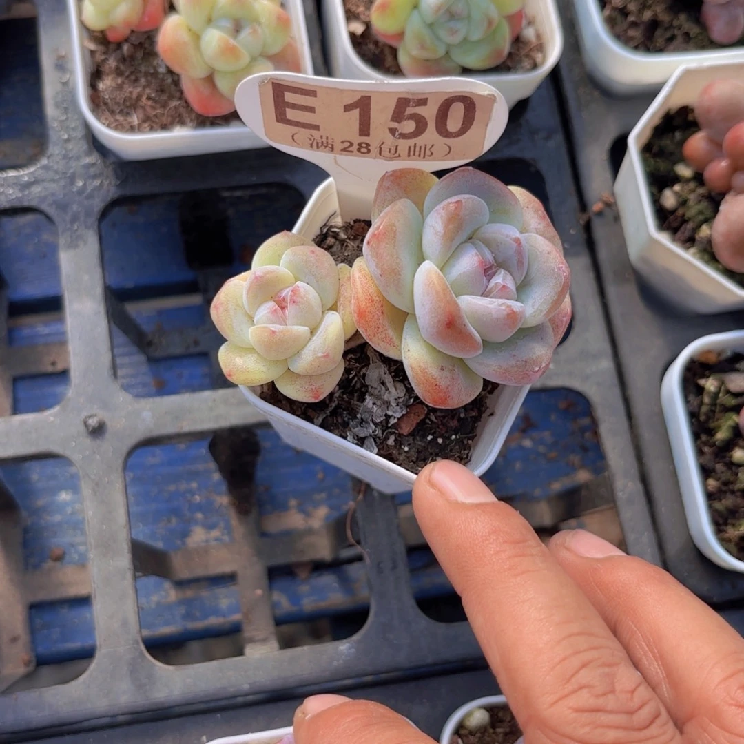 E150冰玉一物一拍