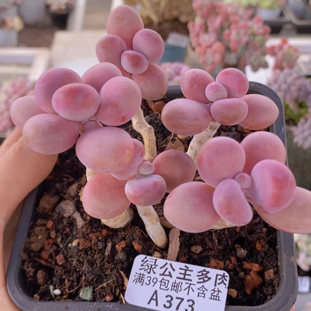 糖果桃蛋老桩9cm373多肉植物