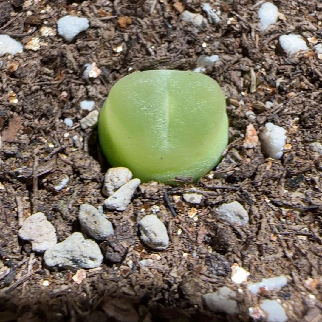 肉锥多肉植物组合-日式拉登990