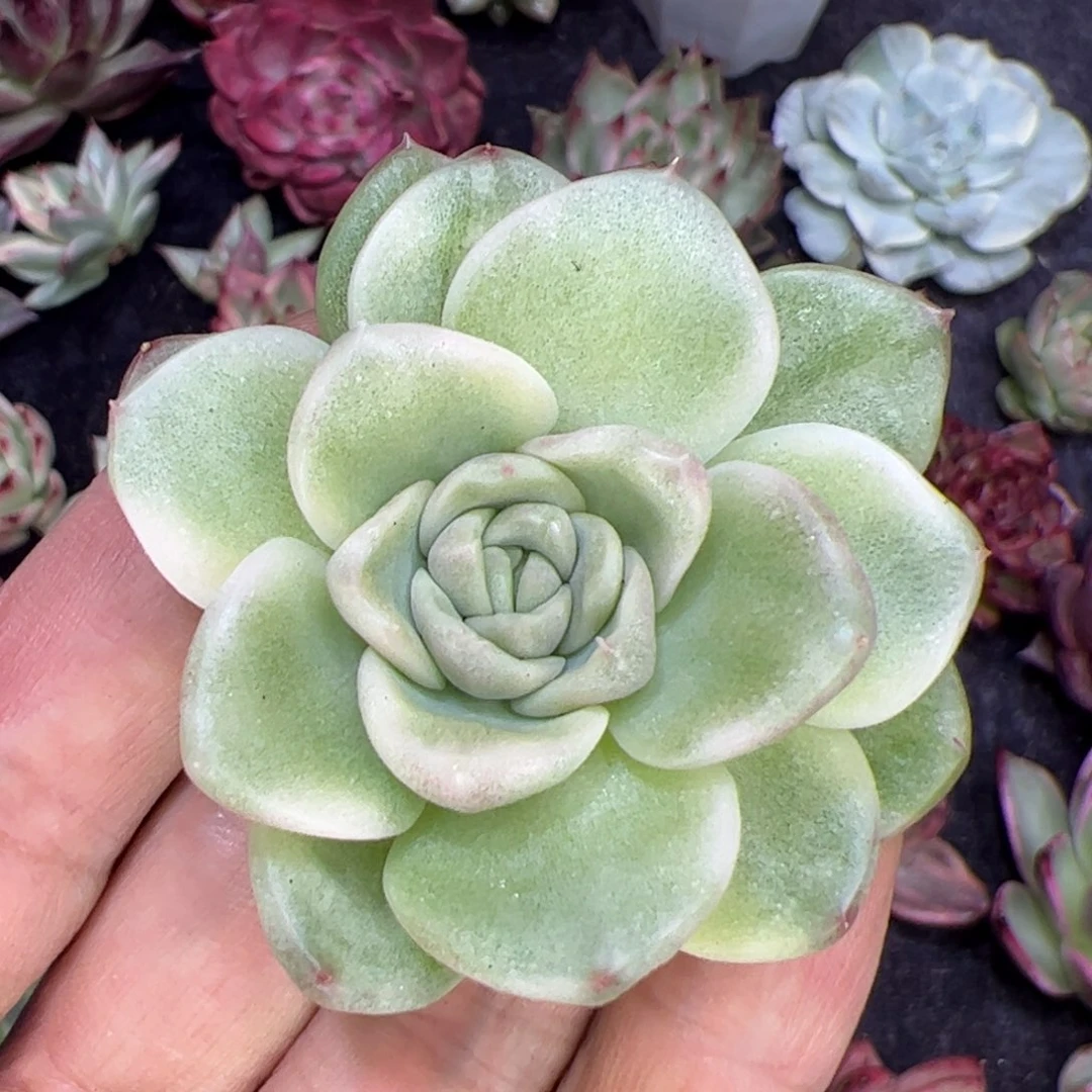 珍妮锦，多肉植物组合