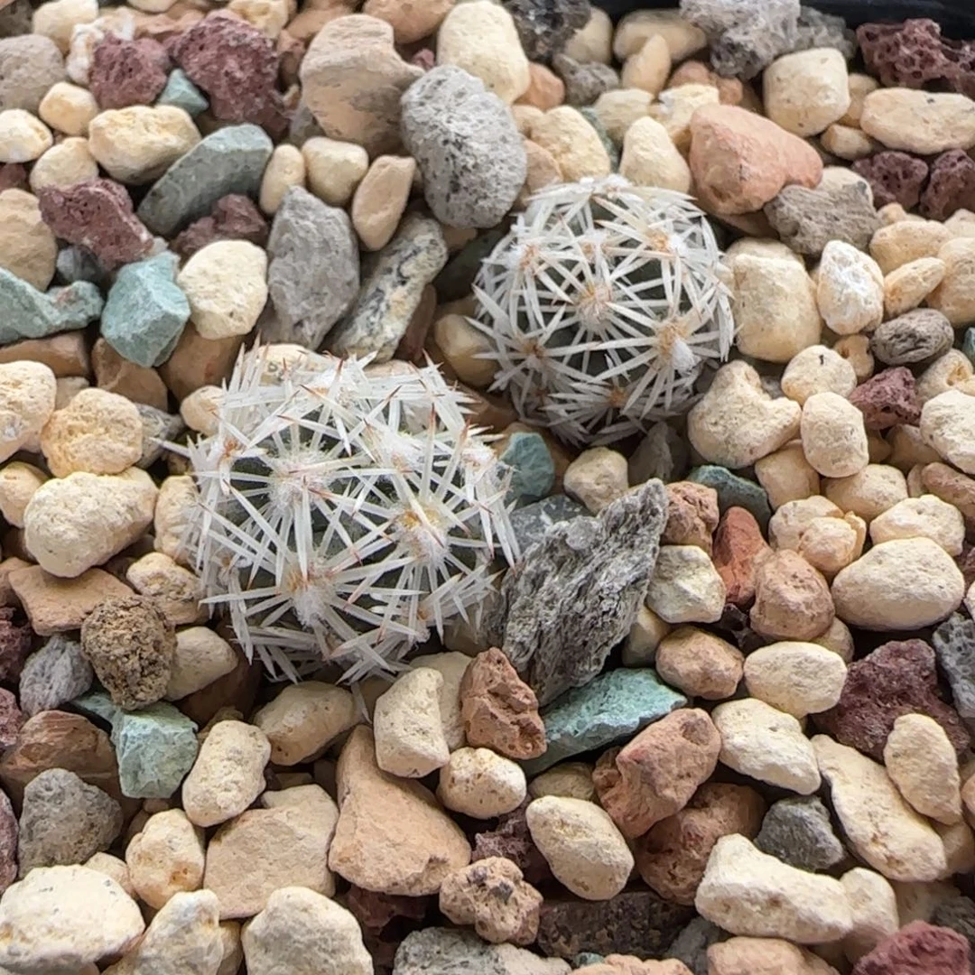 028实生无名球2颗多肉