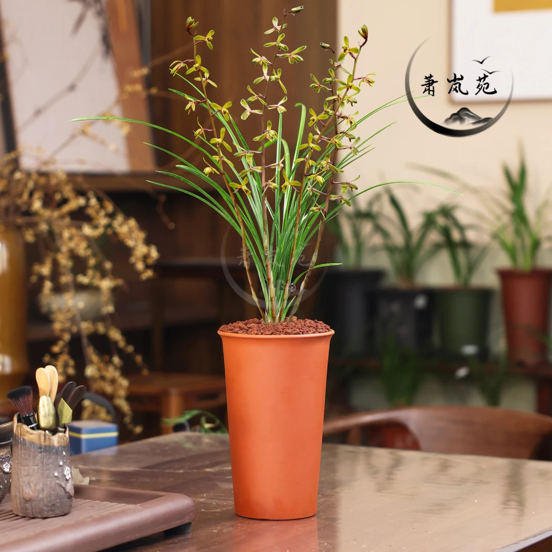 兰花蕙兰【长寿梅】梅瓣高品质老种自然种植好养活开花室内绿植盆栽
