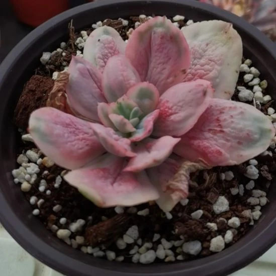 狂野男爵白覆轮锦单头带根