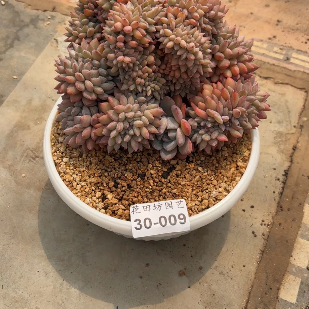 龘*30.009星影缀化一个