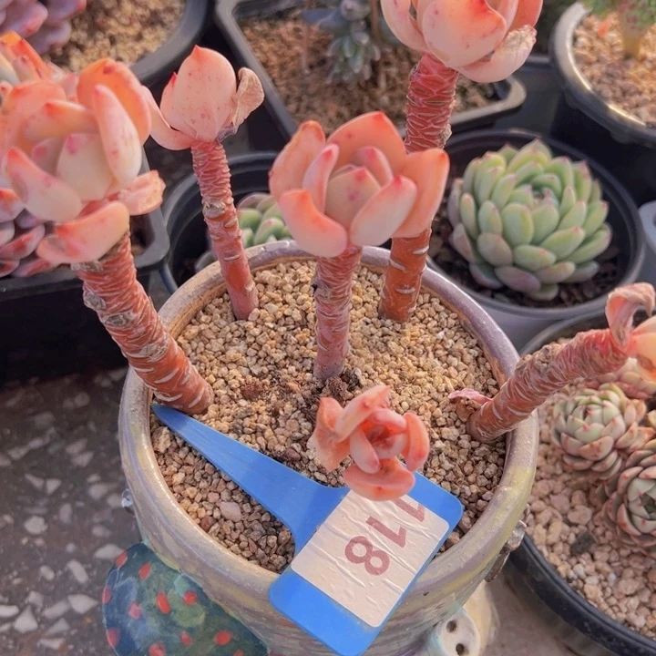 健健康康平平安安