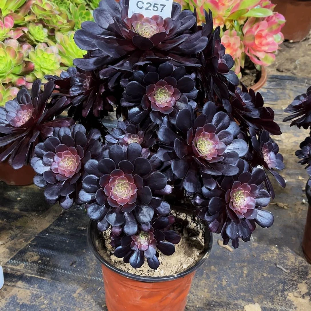 花*多肉257黑铜壶法师