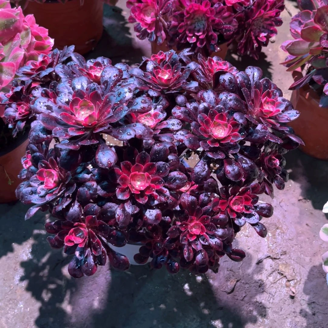 多肉植物丽娜215