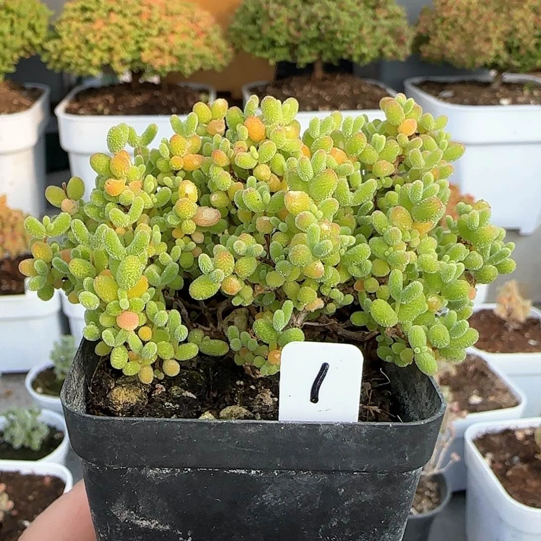 蜜橘糖球开播福利