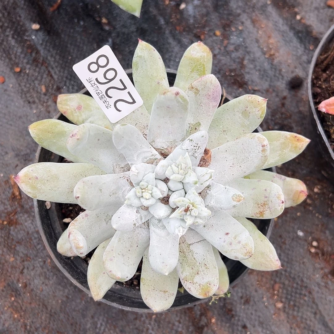 小叶拇指帕奇飞徒多肉