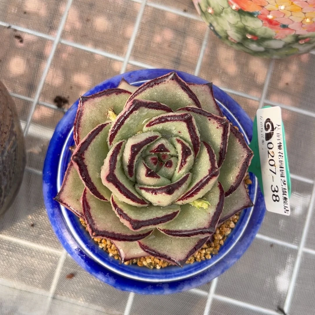 莫*多肉一物一拍0210-38