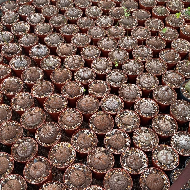 南非龟甲龙带盆发4-5cm，可以直播间挑选