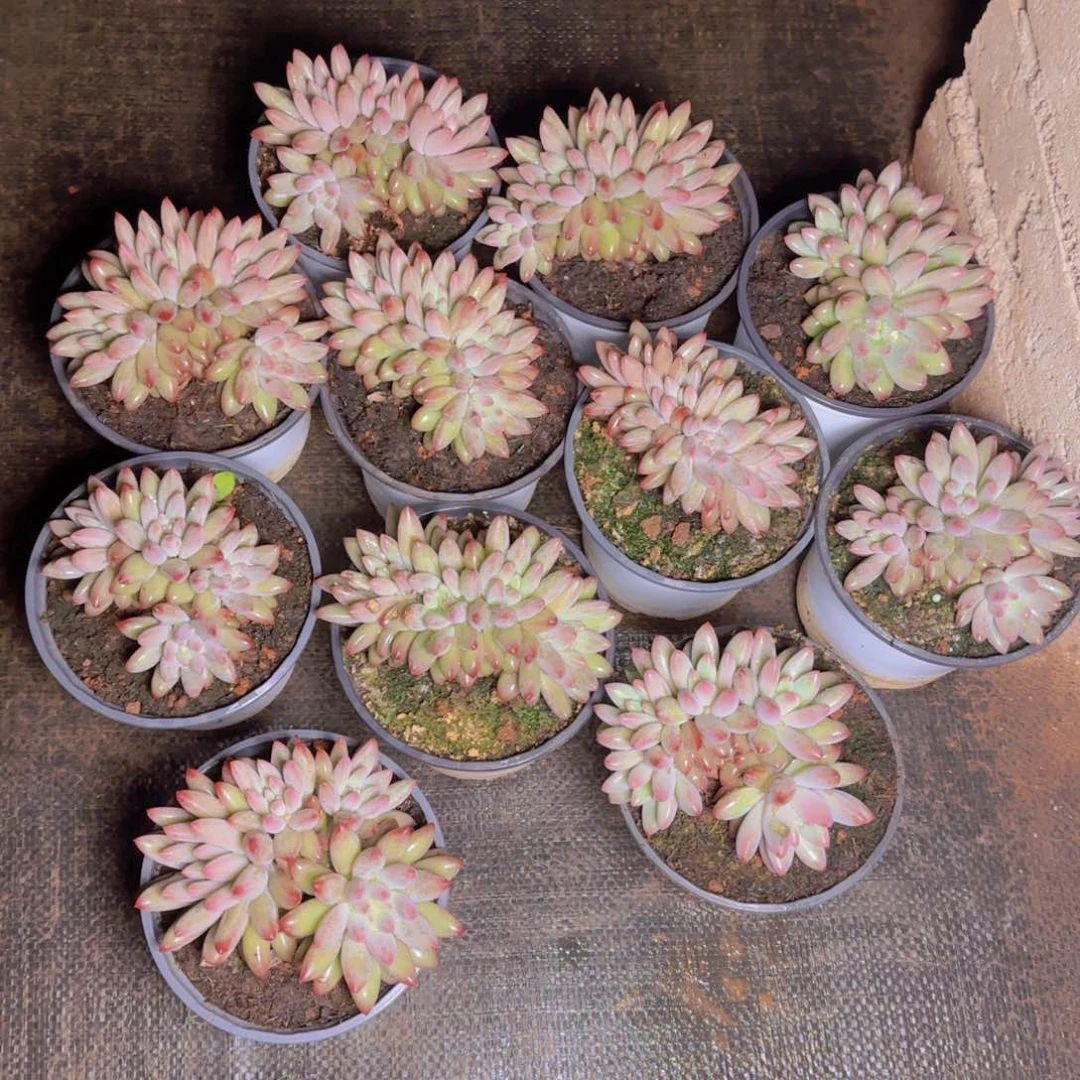 虞姬朵朵1111111111111