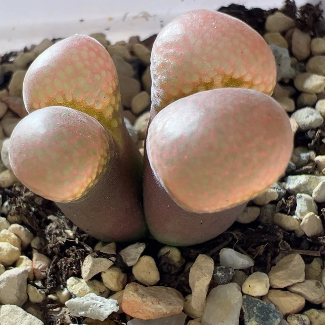 粉鼓窗 厚翻窗 08。